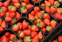 Sezon truskawek powtarzających owocowanie okiem producentów i dystrybutorów. Cz. II