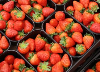 Sezon truskawek powtarzających owocowanie okiem producentów i dystrybutorów. Cz. II