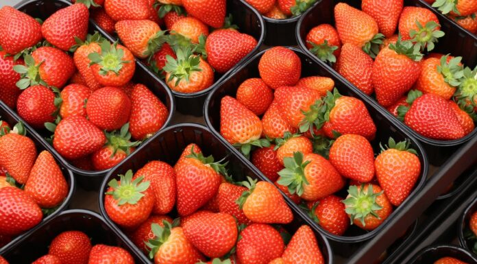 Czy wysoki plon można połączyć z doskonałą jakością truskawek?