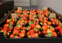 Wypracować dobrą jakość truskawek