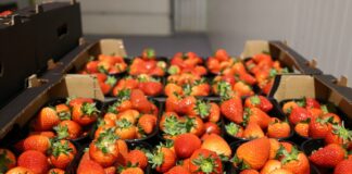 Wypracować dobrą jakość truskawek