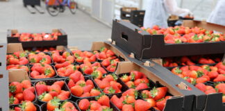 Polskie truskawki szklarniowe – sezon już trwa