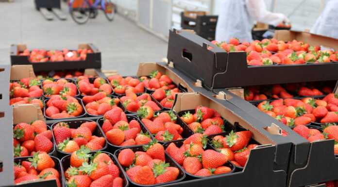 Polskie truskawki szklarniowe – sezon już trwa