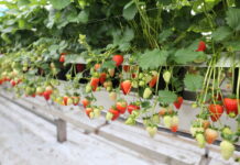 Czy truskawki rozmnażane z nasion mają przyszłość?