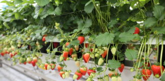 Czy truskawki rozmnażane z nasion mają przyszłość?