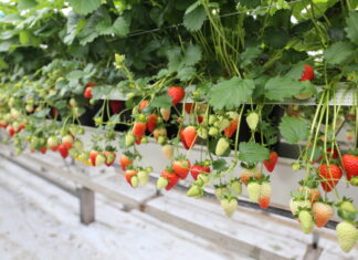 Czy truskawki rozmnażane z nasion mają przyszłość?