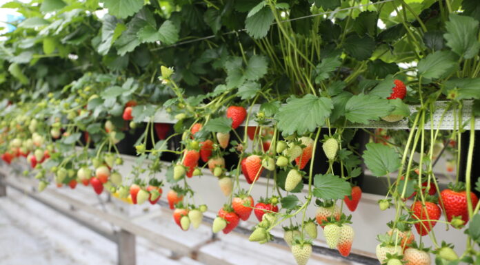 Czy truskawki rozmnażane z nasion mają przyszłość?