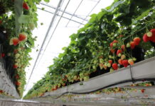 Malling Fruits z dobrym wynikiem sprzedażowym. Warte uwagi nowe odmiany truskawek