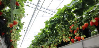 Polskie truskawki szklarniowe – sezon wystartował
