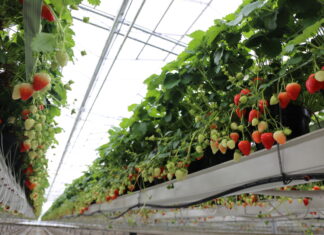 Bayer inwestuje w nowe odmiany truskawek