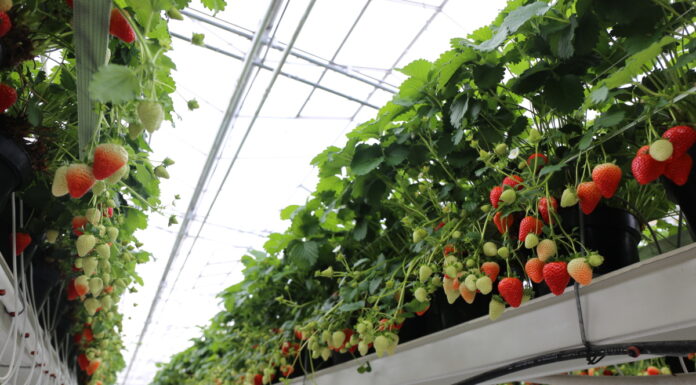 Malling Fruits z dobrym wynikiem sprzedażowym. Warte uwagi nowe odmiany truskawek