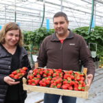 IMG_9270truskawka_szklarnia_kalisz_