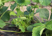 Biostymulacja truskawek w okresie kwitnienia