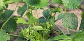 Biostymulacja truskawek w okresie kwitnienia