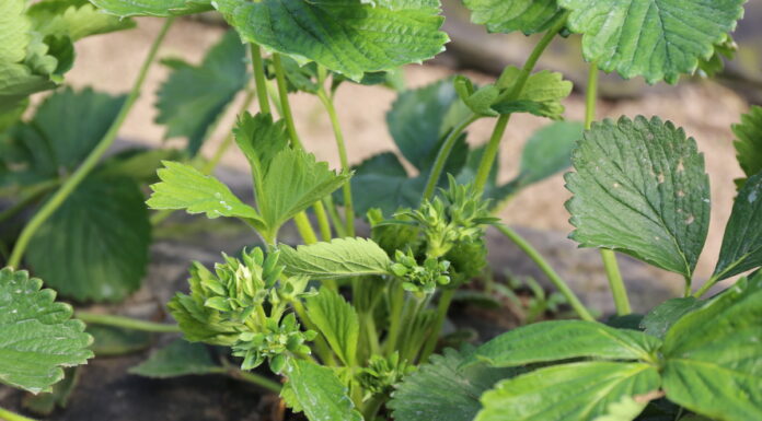 Biostymulacja truskawek w okresie kwitnienia