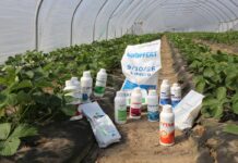 Układamy program nawożenia i biostymulacji truskawek