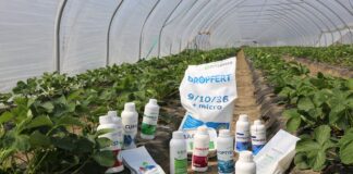 Układamy program nawożenia i biostymulacji truskawek