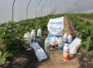 Układamy program nawożenia i biostymulacji truskawek