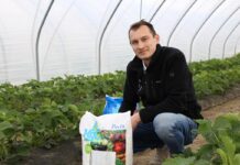 Ważne elementy nawożenia truskawek w tunelach