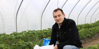 Ważne elementy nawożenia truskawek w tunelach