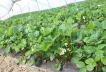 Zwalczanie szkodników truskawki przed kwitnieniem