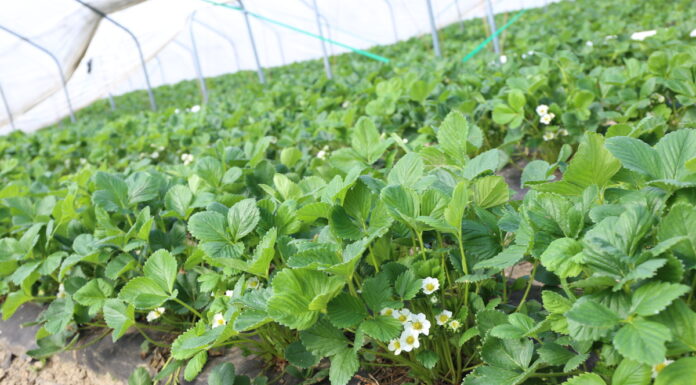 Zwalczanie szkodników truskawki przed kwitnieniem