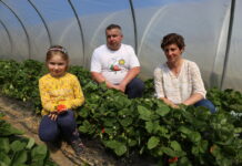 Zbiory truskawek odmiany ‘Alba’ już w tym tygodniu truskawka Alba