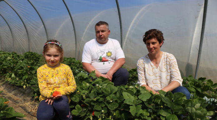 Zbiory truskawek odmiany ‘Alba’ już w tym tygodniu truskawka Alba