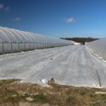 Kwatera gruntowa truskawek między tunelami