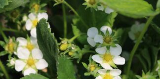 Aminokwasy – co warto wiedzieć