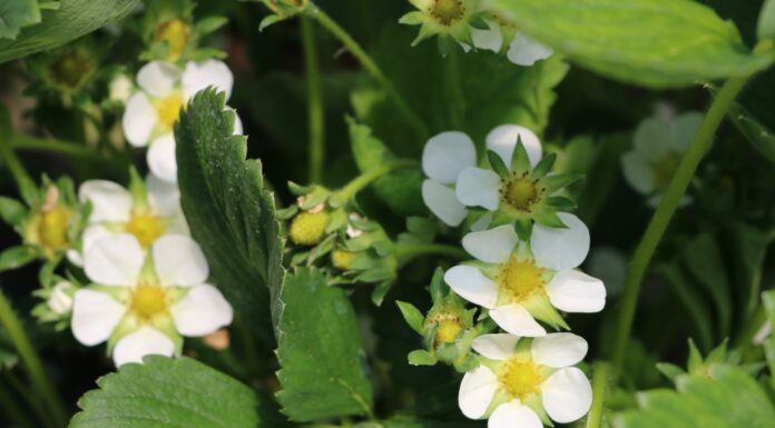 Aminokwasy – co warto wiedzieć