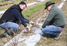 Cięcie krzewów borówki po pierwszym roku wzrostu