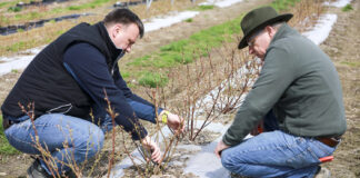 Cięcie krzewów borówki po pierwszym roku wzrostu
