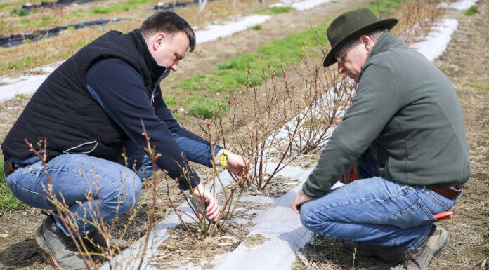 Cięcie krzewów borówki po pierwszym roku wzrostu