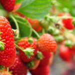 Kwieciak malinowiec już nie straszny