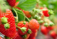 Kwieciak malinowiec już nie straszny