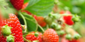 Kwieciak malinowiec już nie straszny