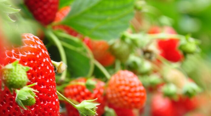 Kwieciak malinowiec już nie straszny