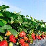 Szkodniki nie mają szans Platnacja truskawek