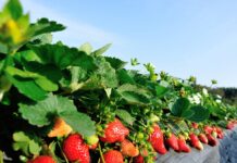 Szkodniki nie mają szans Platnacja truskawek