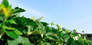 Szkodniki nie mają szans Platnacja truskawek