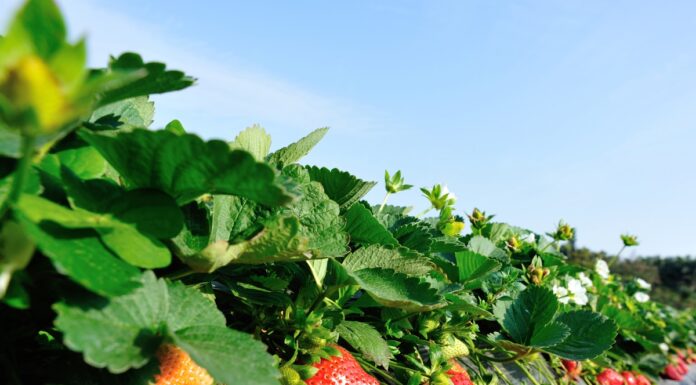 Szkodniki nie mają szans Platnacja truskawek