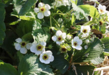 Lepsze zapylenie, lepsze owocowanie