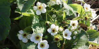 Lepsze zapylenie, lepsze owocowanie