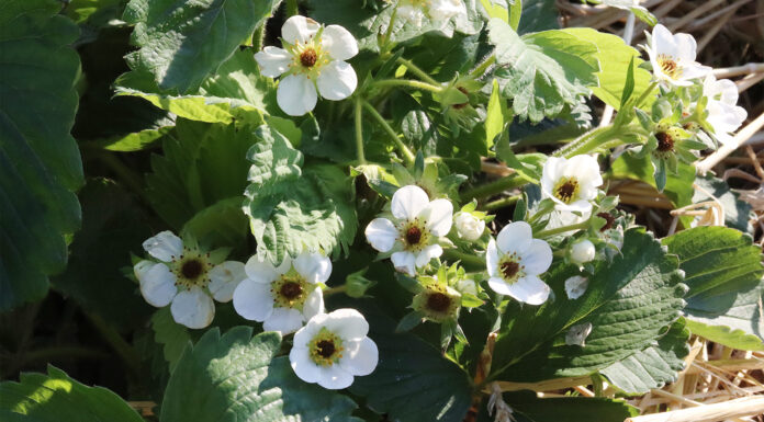 Lepsze zapylenie, lepsze owocowanie