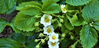 Jak przygotować rośliny na stres?