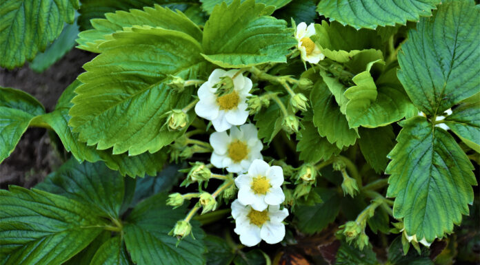 Jak przygotować rośliny na stres?
