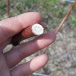Sucha tkanaka na najgrubszych pędach – te najbardziej ucierpiały