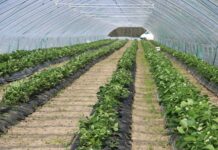 Wybieramy tunele do przyspieszonej uprawy truskawek