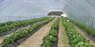 Wybieramy tunele do przyspieszonej uprawy truskawek